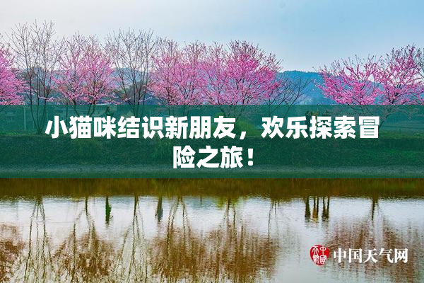 小猫咪结识新朋友，欢乐探索冒险之旅！