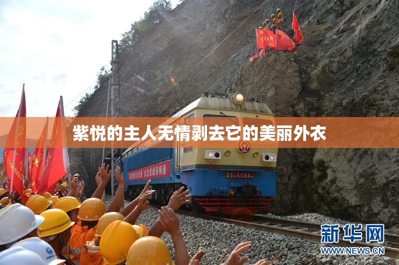 紫悦的主人无情剥去它的美丽外衣