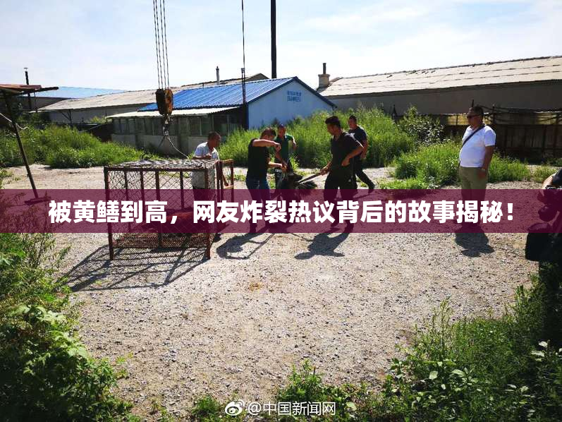 被黄鳝到高，网友炸裂热议背后的故事揭秘！