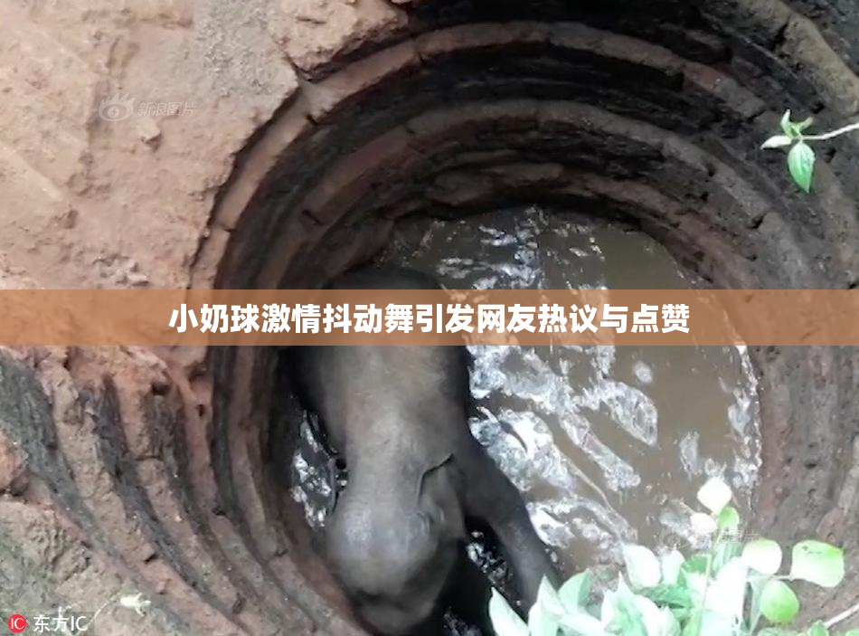 小奶球激情抖动舞引发网友热议与点赞