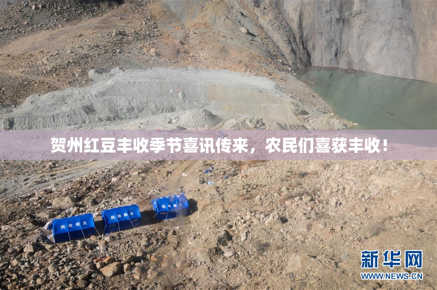 贺州红豆丰收季节喜讯传来，农民们喜获丰收！