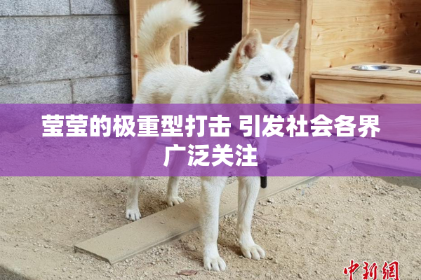 莹莹的极重型打击 引发社会各界广泛关注