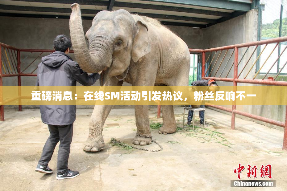重磅消息：在线SM活动引发热议，粉丝反响不一