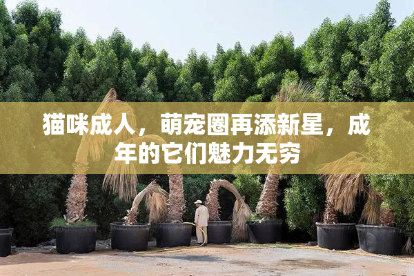 猫咪成人，萌宠圈再添新星，成年的它们魅力无穷