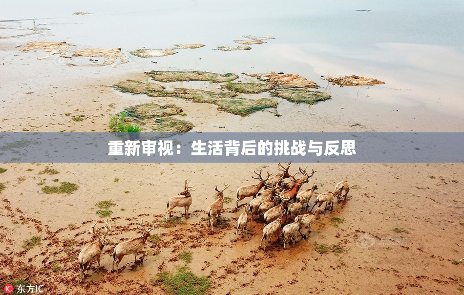 重新审视：生活背后的挑战与反思