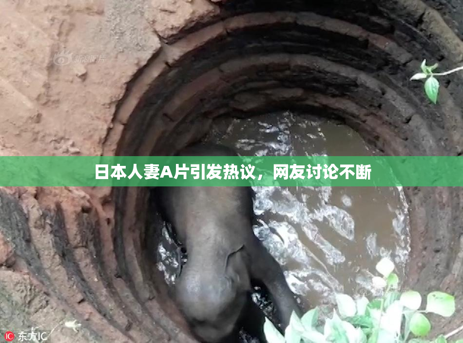 日本人妻A片引发热议，网友讨论不断