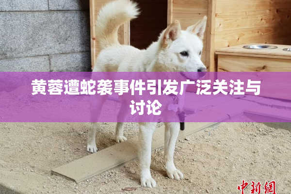黄蓉遭蛇袭事件引发广泛关注与讨论