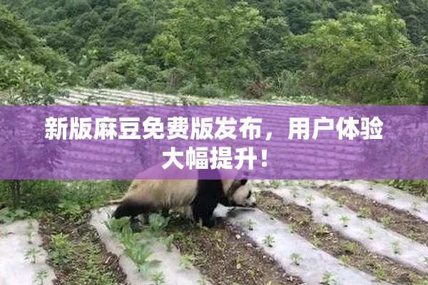 新版麻豆免费版发布，用户体验大幅提升！