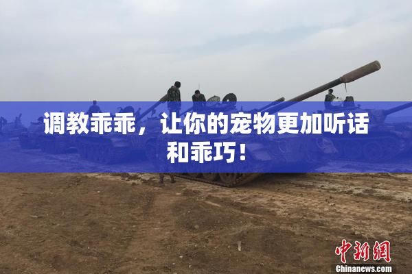 调教乖乖，让你的宠物更加听话和乖巧！