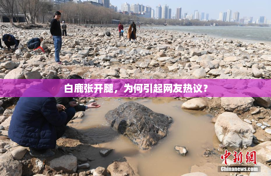 白鹿张开腿，为何引起网友热议？