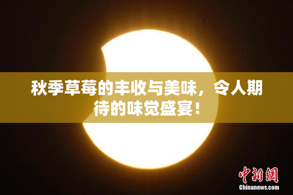 秋季草莓的丰收与美味，令人期待的味觉盛宴！