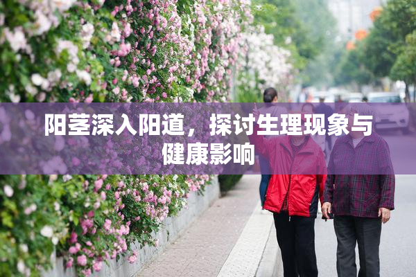 阳茎深入阳道，探讨生理现象与健康影响