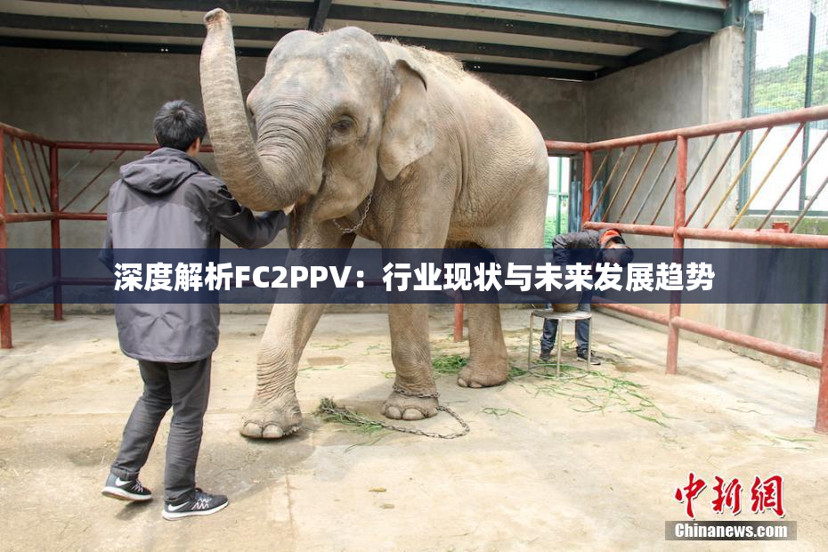 深度解析FC2PPV：行业现状与未来发展趋势