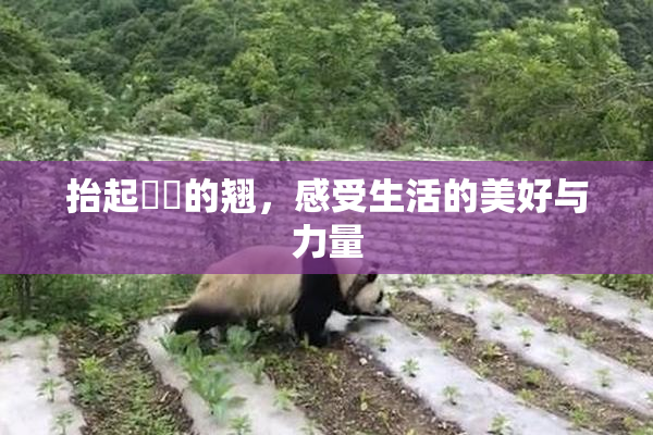 抬起妺妺的翘，感受生活的美好与力量
