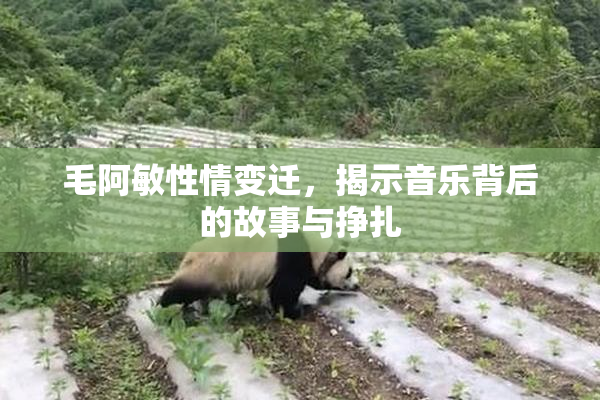 毛阿敏性情变迁，揭示音乐背后的故事与挣扎
