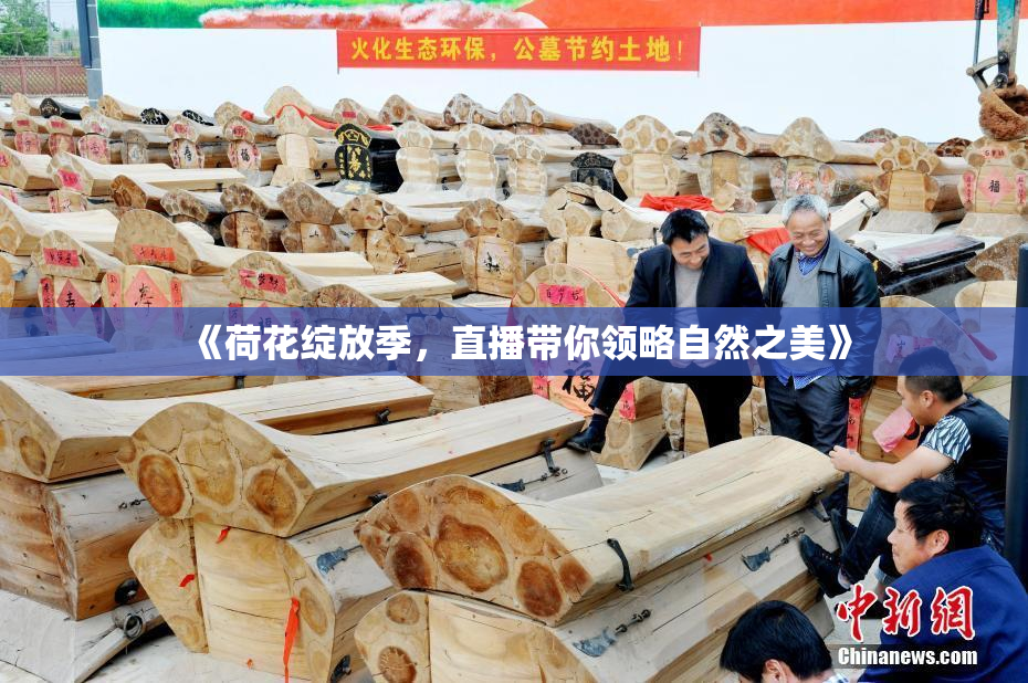 《荷花绽放季，直播带你领略自然之美》