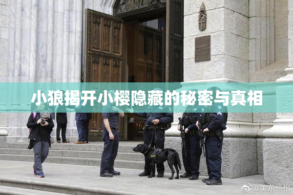 小狼揭开小樱隐藏的秘密与真相