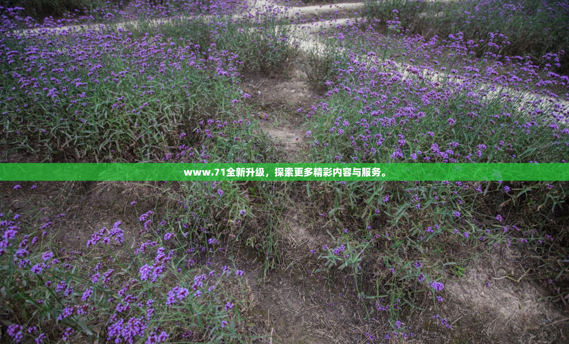 www.71全新升级，探索更多精彩内容与服务。