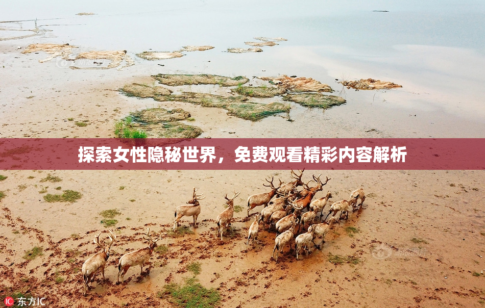 探索女性隐秘世界，免费观看精彩内容解析